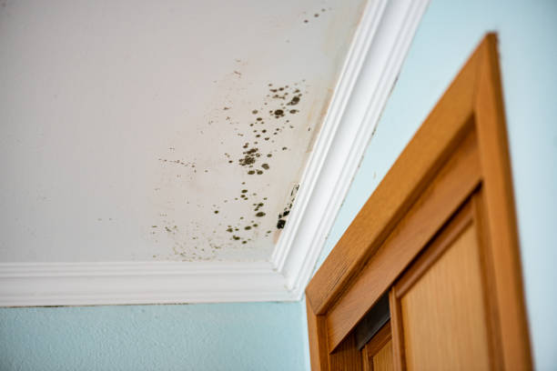 Professional Mold Removal in Summit, NJ