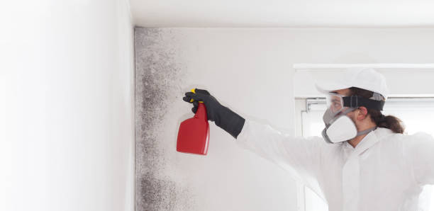 Best Affordable Mold Removal  in Summit, NJ