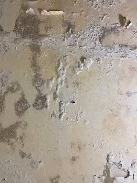 Best Residential Mold Removal  in Summit, NJ